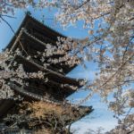 Floraison des Cerisiers (Sakura) au Japon