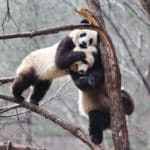 Des pandas gants dans le sud-ouest de la Chine — Chine Informations