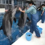 Des dauphins-robots, l’avenir des parcs aquatiques ?