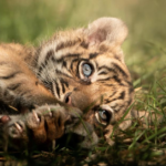 Naissance d’une tigresse rarissime dans un zoo polonais
