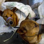 En finir avec la viande de chien en Indonésie