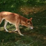 On a retrouvé la trace du chien chanteur de Nouvelle-Guinée