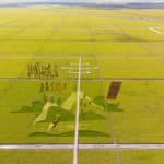 Rcolte de riz dans le nord-est de la Chine — Chine Informations