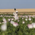L’herboriste afghan qui “soigne” le Covid-19 avec de l’opium
