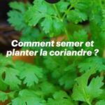 Comment semer et planter la coriandre ?