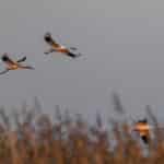 des grues blanches dans la rserve naturelle de Momoge — Chine Informations