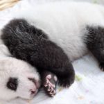 Le bb panda Xiao Qi Ji fait ses premiers pas (zoo amricain) — Chine Informations
