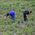 L'exprience chinoise enrichit la thorie de la rduction de la pauvret de l'humanit (livre blanc) — Ch...