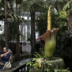 En Indonésie, le boom du “phallus amorphe”