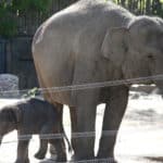 Les étonnantes tribulations de quinze éléphants sur 500 kilomètres à travers la Chine