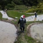 Au Japon, les rizières en terrasses rapetissent