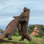 Le dragon de Komodo menacé d’extinction