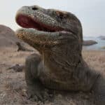 En Indonésie, le dragon de Komodo est menacé, mais par qui ?