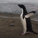 Un manchot de l'Antarctique perdu en Nouvelle-Zélande