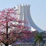floraison dans la ville de Nanning — Chine Informations