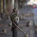 Les macaques ont pris les clés de la ville de Lopburi en Thaïlande