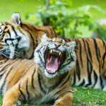 L’art délicat des chamans de tigres de Sumatra