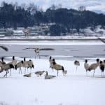oiseaux migrateurs dans la réserve naturelle de Caohai au Guizhou — Chine Informations
