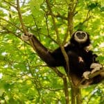 Quand la Chine se veut championne du monde de la biodiversité