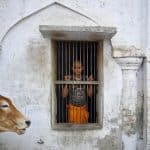 Inde. Les vaches errantes s’immiscent dans la campagne électorale en Uttar Pradesh