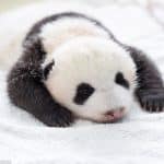 Un panda géant sauvage et son bébé découverts dans le sud-ouest de la Chine — Chine Informations