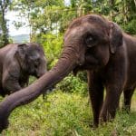 Les éléphants d'Asie connaissent un baby-boom en Chine grâce au renforcement des efforts de conserva...