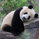 réouverture de la base de recherche sur l'élevage des pandas géants de Chengdu — Chine Informations