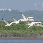 oiseaux migrateurs dans les zones humides de Danzhou — Chine Informations