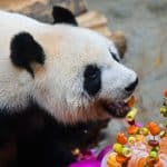 les pandas gants Gonggong et Shunshun Haikou — Chine Informations