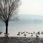 cygnes blancs au Shanxi — Chine Informations