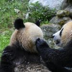 Pkin ouvrira une base de conservation des pandas en 2025 — Chine Informations