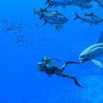 Endless Ocean Luminous - Test de Endless Ocean Luminous - Plonger dans un aquarium sur Nintendo Swit...