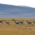 antilopes tibtaines dans une rserve naturelle au Xizang — Chine Informations