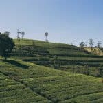 Que Faire À Nuwara Eliya