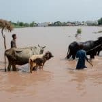 Au Pakistan, des inondations meurtrières ravagent le grenier à blé du pays