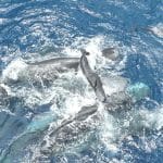 Des images exceptionnelles de femelles cachalots qui s’entraident lorsqu’elles accouchent